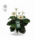 Gerbera