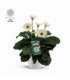 Gerbera