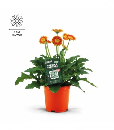 Gerbera