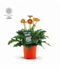 Gerbera
