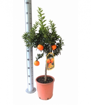 Citrus