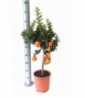 Citrus