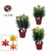 Lilium