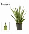 Sansevieria
