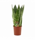 Sansevieria