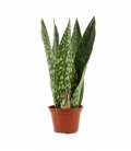 Sansevieria