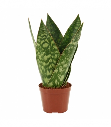 Sansevieria