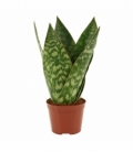 Sansevieria