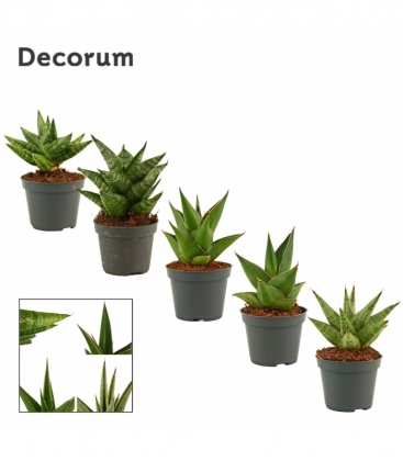 Sansevieria