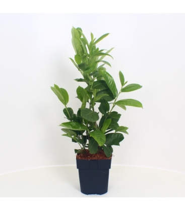 Prunus