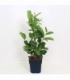 Prunus
