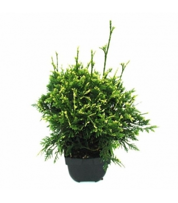 Thuja