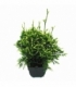 Thuja