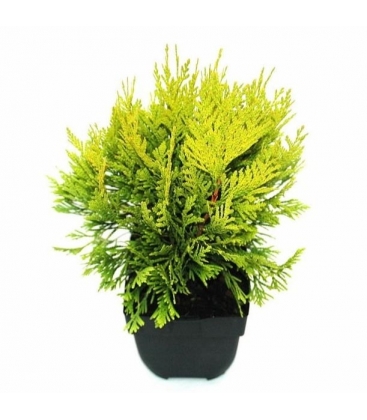 Thuja