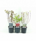 Cornus
