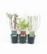 Cornus