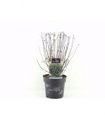 Physocarpus