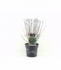 Physocarpus
