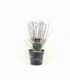 Physocarpus