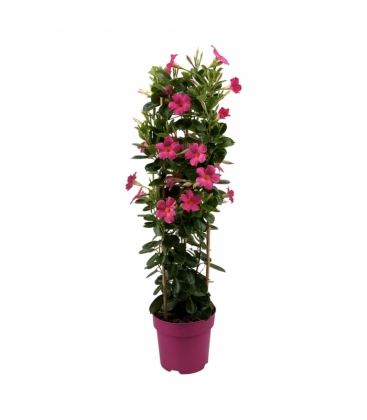 Mandevilla