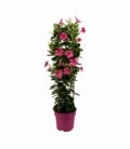 Mandevilla