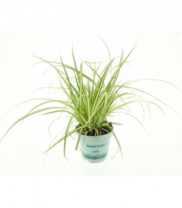 Carex