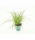 Carex