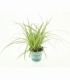 Carex