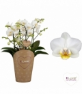 Phalaenopsis
