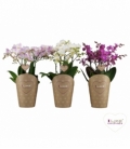 Phalaenopsis