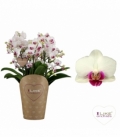 Phalaenopsis