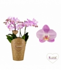 Phalaenopsis