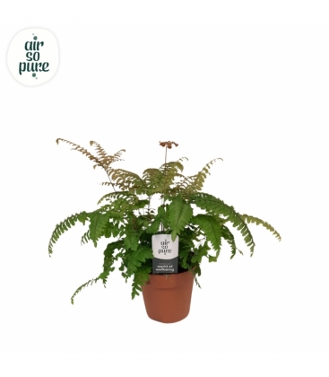 Adiantum
