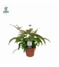 Adiantum