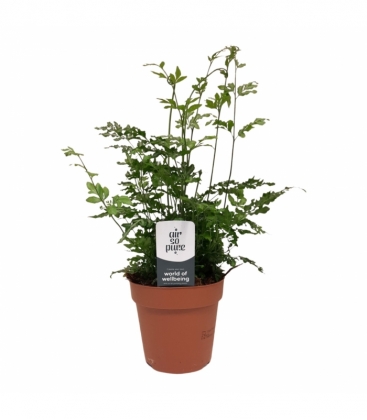 Pteris