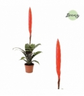 Vriesea