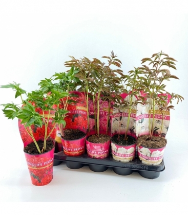 Paeonia