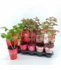 Paeonia