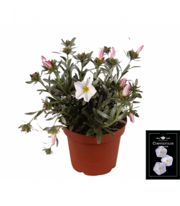 Convolvulus