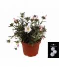 Convolvulus
