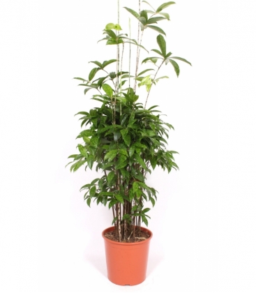 Dracaena