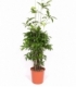 Dracaena