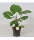 Alocasia