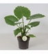 Alocasia