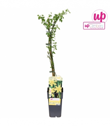 Jasminum