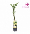 Jasminum