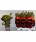 Codiaeum