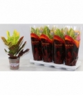 Croton