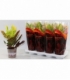 Croton