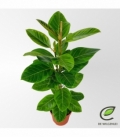 Ficus